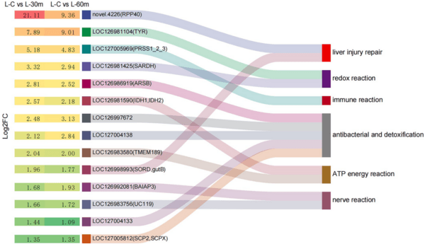 Transcriptome and metabolomics analysis of adaptive mechanism of Chinese mitten crab (Eriocheir sinensis) to aflatoxin B1 - Image 3