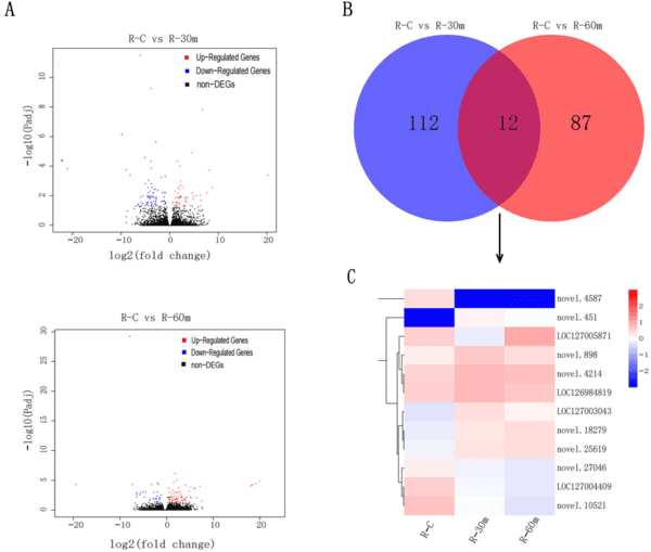 Transcriptome and metabolomics analysis of adaptive mechanism of Chinese mitten crab (Eriocheir sinensis) to aflatoxin B1 - Image 4