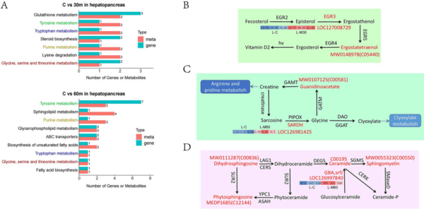 Transcriptome and metabolomics analysis of adaptive mechanism of Chinese mitten crab (Eriocheir sinensis) to aflatoxin B1 - Image 8