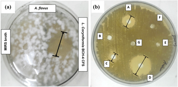 Fig 1. Zones of inhibition against aflatoxigenic A. flavus after 48 h of incubation at 30˚C. (a) Loig. coryniformis BCH-4 CFS. (b) Loig coryniformis BCH-4 CFS after different treatments [A] proteinase K [B] neutralization at pH 7 [C] pepsin [D] heat treatment (at 100˚C for 20 min) [E] catalase treatment [F] MRS broth [G] sterile distilled water.