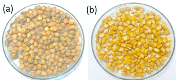 Fig 2. Aspergillus flavus growth on to maize grains. (a) treated with MRS broth (control) and (b) treated with CFS of Loig. coryniformis BCH-4 incubated at 30˚C.