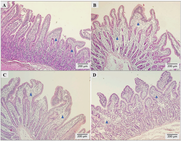 Fig 2. Morpho-pathological analysis of the middle jejunum. A) C group, B) T1 group, C) T2 group, D) T3 group.