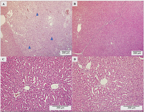 Fig 3. Morpho-pathological liver analysis. A) C group, B) T1 group, C) T2 group, D) T3 group