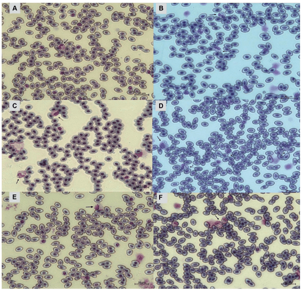 FIGURE 11 Heterophils of birds (Gallus gallus domesticus) in four poultry houses (PH) in the Southwest of Mato Grosso do Sul, Brazil. Cell morphology were evaluated according to Table 3 for comparative purposes. Images (A,B) represents heterophil of the classification 3, severe alteration (reversible lesion). Images (C–F) represents heterophils abnormal of the classification 4, severe alteration (irreversible lesion). Methanolic Wright-Giemsa stain. The hematological slides were analyzed using an Optical Microscope (MOC), Carl Zeiss Microscopy GmbH, Axio Scope Al model, with the assistance of ZEN Lite (Blue Edition) imaging software, at magnifications of 1,000×. The images of the smears were photographed using an Axiocam 503 color camera connected to the MOC.