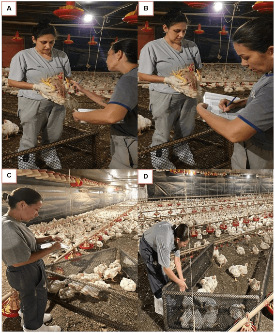 FIGURE 1 Evaluation bird health indicators (A–D) using the Welfare Quality® Protocol of poultry houses in the Southwest of Mato Grosso do Sul, West Center of Brazil.