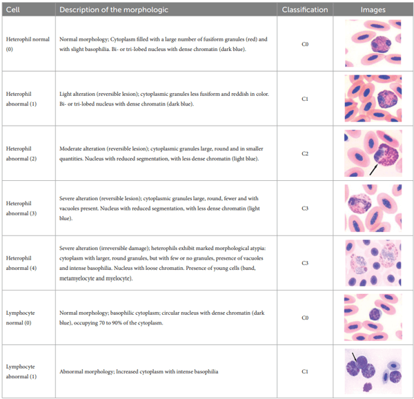 TABLE 3 Description of the morphologic diversity observed on the blood films of bird heterophil and lymphocyte cells for their classification, as per morphological criteria described by Stacy et al. (32) and Clark et al. (38).