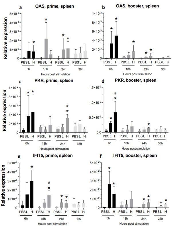 Figure 5. Relative expression of OAS, PKR, and IFIT5 in the spleen at 6-, 18-, 24-, and 36-h post-IM vaccine administration in the spleen. Graphs compare the relative expression of OAS (a,b), PKR (c,d), and IFIT5 (e,f) in the spleen post-IM administration of low-dose mRNA (L), high-dose mRNA (H), and PBS control. Relative expression data represent the mean fold-change of 5–6 biological replicates (chickens) compared to the PBS-treated control group (*) and low-dose group (#) ± standard error. Data were analyzed with the Kruskal–Wallis test followed by the Mann–Whitney test (p ≤ 0.05 was considered statistically significant). ß-actin was used as a reference gene for all relative expressions.