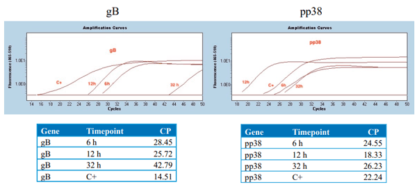 figure 1. In vitro stability of mRNA vaccine. In vitro stability of gB-RB1B (left) and pp38-RB1B (right) mRNA molecules was analyzed within 6 to 32 h post-transfection in DF-1 cells. Five hundred thousand cells were seeded per well in a six-well plate in EMEM complete medium (10% FBS+ 1% pen-strep). Cells were transfected with 1 µg mRNA encoding gB and pp38 using Lipofectin for 4 h in the optimum medium (cells in the C+ group were infected with MDV). At 6-, 12- and 32 h post-transfection, cells were washed with PBS and collected following trypsin treatment for RNA extraction. Expression of gB and pp38 was analyzed by real-time PCR.