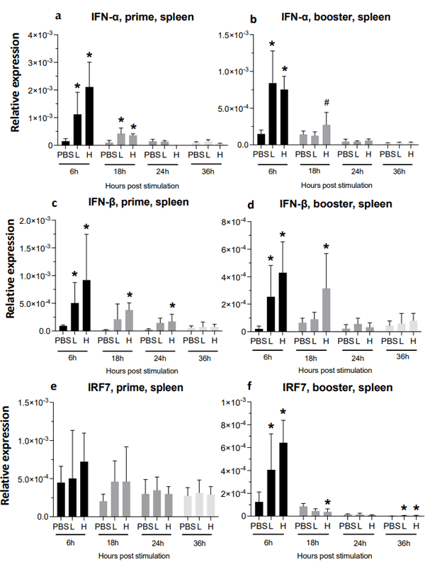 Figure 4. Relative expression of IFN-α, IFN-β, and IRF7 in the spleen at 6-, 18-, 24-, and 36-h post-IM vaccine administration. Graphs compare the relative expression of IFN-α (a,b), IFN-β (c,d), and IRF7 (e,f) in the spleen post-IM administration of low-dose mRNA (L), high-dose mRNA (H), and PBS control. Relative expression data represent the mean fold-change of 5–6 biological replicates (chickens) compared to the PBS-treated control group (*) and low-dose group (#) ± standard error. Data were analyzed with the Kruskal–Wallis test followed by the Mann–Whitney test (p ≤ 0.05 was considered statistically significant). ß-actin was used as a reference gene for all relative expressions.