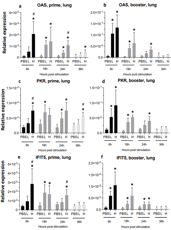 Figure 9. Relative expression of OAS, PKR, and IFIT5 in the spleen at 6-, 18-, 24-, and 36-h post-IM vaccine administration in the lungs. Graphs compare the relative expression of OAS (a,b), PKR (c,d), and IFIT5 (e,f) in the lungs post-IM administration of low-dose mRNA (L), high-dose mRNA (H), and PBS control. Relative expression data represent the mean fold-change of 5–6 biological replicates (chickens) compared to the PBS-treated control group (*) and low-dose group (#) ± standard error. Data were analyzed with the Kruskal–Wallis test followed by the Mann–Whitney test (p ≤ 0.05 was considered statistically significant). ß-actin was used as a reference gene for all relative expressions.