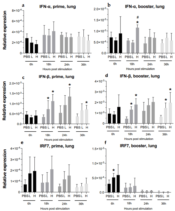 Figure 8. Relative expression of IFN-α, IFN-β, and IRF7 in the lungs at 6-, 18-, 24-, and 36-h post-IM vaccine administration. Graphs compare the relative expression of IFN-α (a,b), IFN-β (c,d), and IRF7 (e,f) in the lungs post-IM administration of low-dose mRNA (L), high-dose mRNA (H), and PBS control. Relative expression data represent the mean fold-change of 5–6 biological replicates (chickens) compared to the PBS-treated control group (*) and low-dose group (#) ± standard error. Data were analyzed with the Kruskal–Wallis followed by the Mann–Whitney test (p ≤ 0.05 was considered statistically significant). ß-actin was used as a reference gene for all relative expressions