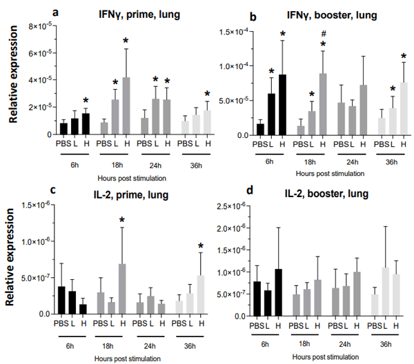 Figure 11. Relative expression of IFN-γ and IL-2 at 6-, 18-, 24-, and 36-h post-IM vaccine administration in the lungs. Graphs compare the relative expression of IFN-γ (a,b), and IL-2 (c,d) in the lungs post-IM administration of low-dose mRNA (L), high-dose mRNA (H), and PBS control. Relative expression data represent the mean fold-change of 5–6 biological replicates (chickens) compared to the PBS-treated control group (*) and low-dose group (#) ± standard error. Data were analyzed with the Kruskal–Wallis test followed by the Mann–Whitney test (p ≤ 0.05 was considered statistically significant).