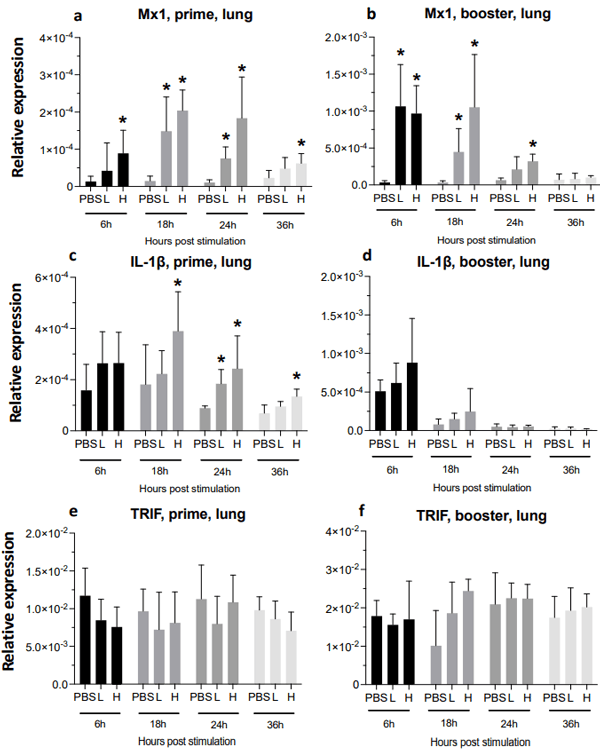 Figure 10. Relative expression of Mx1, IL-1β, and TRIF at 6-, 18-, 24-, and 36-h post-IM vaccine administration in the lungs. Graphs compare the relative expression of Mx1 (a,b), IL-1β (c,d), and TRIF (e,f) in the lungs post-IM administration of low-dose mRNA (L), high-dose mRNA (H), and PBS control. Relative expression data represent the mean fold-change of 5–6 biological replicates (chickens) compared to the PBS-treated control group (*) and low-dose group ± standard error. Data were analyzed with the Kruskal–Wallis test followed by the Mann–Whitney test (p ≤ 0.05 was considered statistically significant). ß-actin was used as a reference gene for all relative expressions.