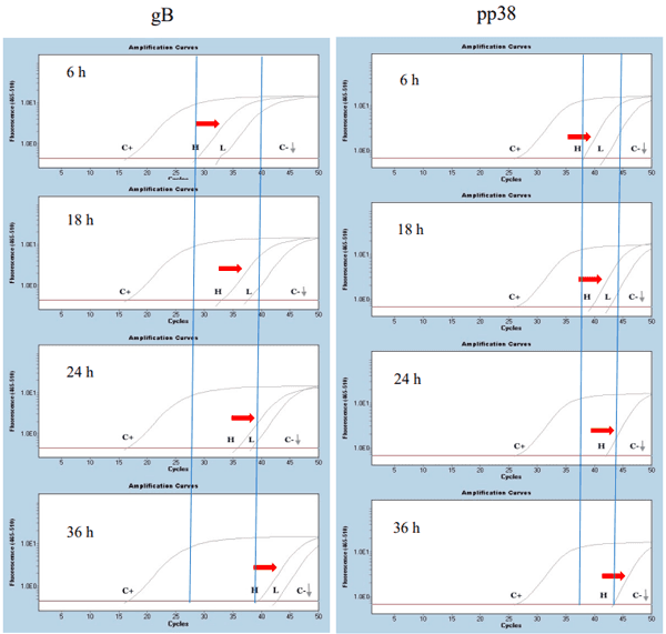 Figure 2. In vivo stability of mRNA vaccine. In vivo stability of gB-RB1B (left panel) and pp38- RB1B (right panel) mRNA molecules was analyzed within 6 to 36 h post-IM administration at the injection site. One cm2 muscle sample from the injection site (iliotibial muscle) was excised and processed for RNA extraction and cDNA synthesis at six-, 18-, 24-, and 36-h post-IM administration of PBS (C−, low-dose mRNA (L). and high-dose mRNA (H). Positive control (C+) is DNA extracted from a lung tissue sample from an infected chicken with RB1B MDV at 21 dpi. Red arrows show a decrease in the absolute amount of injected mRNA at each time point. Gray arrows point to the ribogreen emission of the control negative (C-) which is baseline. 