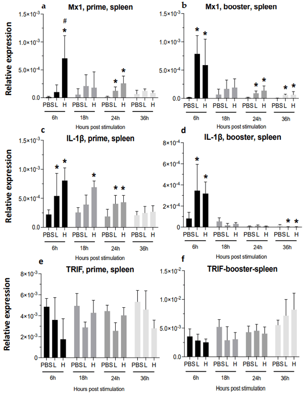 Figure 6. Relative expression of Mx1, IL-1β, and TRIF at 6-, 18-, 24-, and 36-h post-IM vaccine administration in the spleen. Graphs compare the relative expression of Mx1 (a,b), IL-1β (c,d), and TRIF (e,f) in the spleen post-IM administration of low-dose mRNA (L), high-dose mRNA (H), and PBS control. Relative expression data represent the mean fold-change of 5–6 biological replicates (chickens) compared to the PBS-treated control group (*) and low-dose group (#) ± standard error. Data were analyzed with the Kruskal–Wallis test followed by the Mann–Whitney test (p ≤ 0.05 was considered statistically significant). ß-actin was used as a reference gene for all relative expressions.