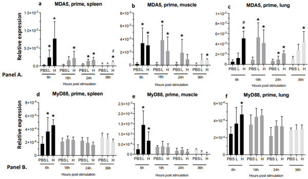 Figure 3. Relative expression of MDA5 and MyD88 genes at 6-, 18-, 24-, and 36-h post-vaccine administration in muscle, spleen, and lungs. (Panel A). Relative expression of MDA5 in the spleen (a), muscle (b), and lungs (c). (Panel B). Relative expression of MyD88 in the spleen (d), muscle (e), and lungs (f) post-IM administration of low-dose mRNA (L), high-dose mRNA (H), and PBS control. Relative expression data represent the mean fold-change of 5–6 biological replicates (chickens) compared to the PBS-treated control group (*) and low-dose group (#) ± standard error. Data were analyzed with the Kruskal–Wallis test followed by the Mann–Whitney test (p ≤ 0.05 was considered statistically significant). ß-actin was used as a reference gene for all relative expressions