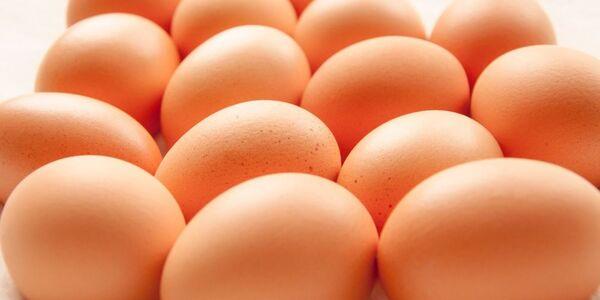 Enhancing Egg Production: Key Factors Influencing Chicken Health and Yield - Image 1