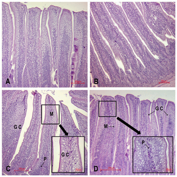 Fig. 1. A gut histological section in broilers fed S, in diet, during 15 and 21 days. (A): C15, (B): C21; (C): T15, (D): T21 (10 X). In C it is shown increased Goblet cells (G) and mucus layer (M) well developed and some Plasmatic cells (P). In D it is shown increased G, M, and P near apical border villi. 