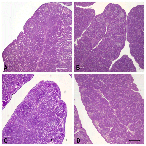 Fig. 2. Fabricius bursa histological section in broilers fed Stevia mash (1 %) during 15 and 21 days. (A): C15, (B): C21; (C): T15, (D): T21 (10 X). In C and D it is shown more follicular develop than A and B. Bar=200 µ. 