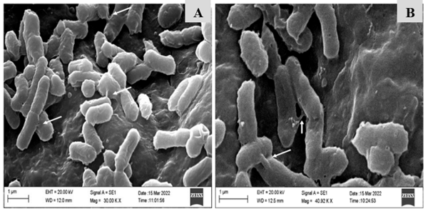 Figure 3. Scanning electron microscopy (SEM) image of bacterial conjugation between Salmonella Heidelberg and Escherichia coli (A,B), demonstrating multiple pili for horizontal gene transfer. Images were taken at magnifications of 30,000× and 40,000×.