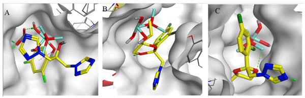 Figure 9. Binding modes of ZnO NPs (cyan) and propiconazole (yellow) in the active binding sites of (A) 7BLF (B) 1G57 (C) 1FI4.