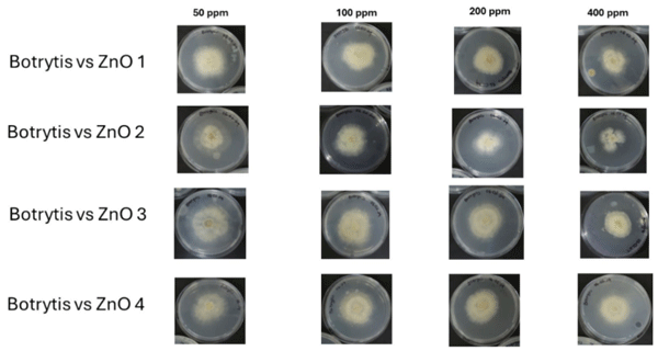 Figure 8. Agar plates showing the efect of Syzygium cordatum (ZnO 1), Lippia javanica (ZnO 2), Bidens pilosa (ZnO 3), and Ximenia cafra (ZnO 4) zinc oxide nanoparticles at 50, 100, 200 and 400 ppm against Botrytis sp.