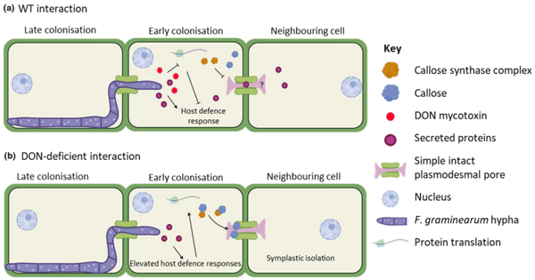 FIGURE 8 Proposed working model for the role of deoxynivalenol (DON) in the Fusarium graminearum–wheat interaction. (a) In the wild-type (WT) interaction, DON interferes with the wheat host defence response by inhibiting protein translation and reducing the ability of the host to deposit callose at plasmodesmata (PD) to restrict further hyphal infection. It is currently unknown how long the desmotubule remains functional or in place. (b) In the absence of DON, F. graminearum-secreted proteins are detected by the host and trigger host defence responses, including the symplastic isolation of neighbouring cells by the deposition of callose at PD.