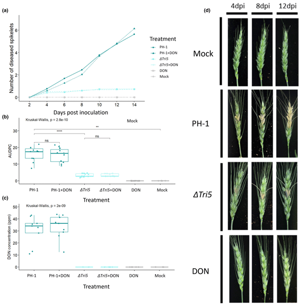 FIGURE 2 Analysis of whole wheat floral tissues following point inoculations. (a) Tracked visible disease progression at 2 day intervals to 14 days post-inoculation (dpi) from below the inoculated spikelet. (b) Area under disease progression curve (AUDPC) for disease progression in panel (a) Kruskal–Wallis ***p<  0.005. (c) Deoxynivalenol (DON) concentrations of wheat spikes at 14 dpi, Kruskal–Wallis ***p<  0.005. (d) Representative disease progression images at selected time points of 4, 8 and 12 days.