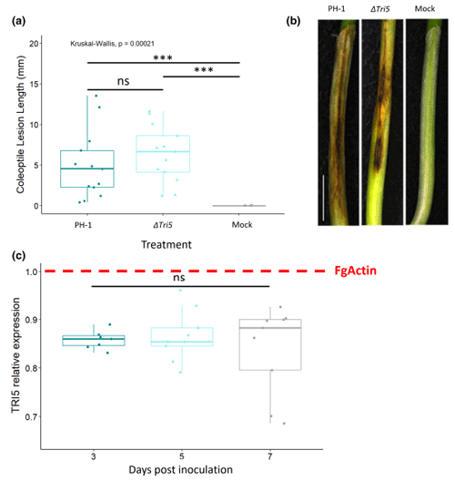 FIGURE 1 Fusarium graminearum disease formation on wheat coleoptiles. (a) Length lesion at 7 days post-inoculation (dpi) for PH-1, the ΔTri5 mutant and mock inoculations, Kruskal–Wallis ***p<  0.005. (b) Examples of disease lesion phenotypes at 7 dpi for PH-1, ΔTri5 and mock inoculations from rep 2, scale bar = 20 mm and (c) relative expression of TRI5 measured using reverse transcriptionquantitative PCR at 3, 5 and 7 dpi in wheat coleoptiles, normalized against FgActin expression. Analysis of variance F(2,22) = 0.421, p= 0.662 (ns).