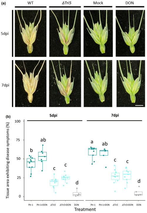 FIGURE 3 Quantitative spikelet analysis for disease symptom development. (a) Examples of dissected spikelets at 5 and 7 days post-inoculation (dpi), scale bar = 10 mm. (b) External tissue areas exhibiting disease symptoms at 5 and 7 dpi as determined by Lemnagrid computational software. Analysis of variance, ***p<  0.005, Tukey post hoc denotes group significance.