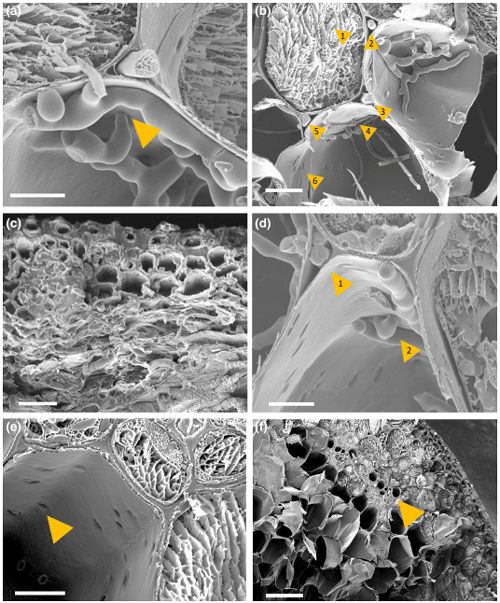 FIGURE 6 Scanning electron micrographs of Fusarium graminearum PH-1 and ΔTri5- wheat floral interactions. (a) A hypha of the wildtype PH-1 strain appears to cross through the cell wall at 5 days post-inoculation (dpi) in rachis tissue. Scale bar = 10 μm. (b) Wild-type PH-1 infecting rachis tissue at 5 dpi, the numbered yellow arrowhead indicates point of interest. 1. Intracellular growth in a cell where cytoplasm is still present; 2., 3., and 5. Apoplastic growth between cells, 4. Potential crossing of the cell wall by a hypha through a plasmodesma and 6. ‘Holes’ in the cell wall that are potential sites of plasmodesmata. Scale bar = 20 μm. (c) ΔTri5-infected lemma tissue at 5 dpi demonstrating extensive hyphal colonization and cell wall degradation of the parenchyma tissue layer (bottom), but minimal infection in the thickerwalled adaxial layer (top), scale bar = 20 μm. (d) Wild-type PH-1 infection of the rachis at 5 dpi, 1. Growth of two hyphae through the same apoplastic space in parallel to hyphae growing intracellularly in neighbouring cells to the left and right. 2. Hypha appear to constrict to traverse the cell wall. (e) Mock-inoculated rachis tissue, yellow arrow indicates pores in cell wall. (f) Mock-inoculated rachis tissue showing lack of cellular contents in the central regions of the tissue. Yellow arrow indicates vascular bundle. (a)–(e) Scale bar = 10 μm, (f) scale bar = 100 μm.