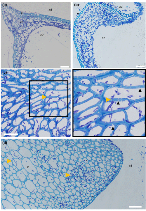 FIGURE 4 Wild-type (WT)-infected wheat floral tissues at 5 and 7 days postinoculation (dpi) demonstrating aspects of typical infection. (a) Lemma at 5 dpi infected with WT Fusarium graminearum showing widespread hyphal colonization throughout the tissue accompanied by hyphal proliferation protruding from the abaxial layer. (b) A 7 dpi WT-infected lemma showing further tissue degradation by cell wall-degrading enzymes and considerable hyphal proliferation. (c) Rachis at 5 dpi infected with WT F. graminearum showing a number of plasmodesmata (PD) crossings by invasive hyphae, indicated by yellow arrowheads, and extensive cell wall degradation of the mesophyll layer by F. graminearumsecreted cell wall-degrading enzymes. PD can be identified as gaps in the parenchyma layer cell walls, a number of which are indicated by black arrowheads. (d) A 7 dpi WT-infected rachis demonstrating durability of parenchyma tissue against cell wall-degrading enzymes at later infection time points. ab = abaxial layer, ad = adaxial layer, e = epidermal layer, p = parenchyma tissue, vb = vascular bundle. Yellow arrowheads indicate PD crossings by invasive F. graminearum hyphae. Scale bar = 50 μm.