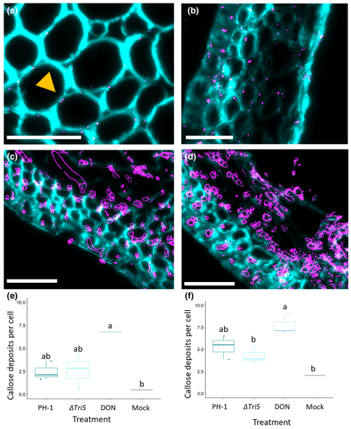 FIGURE 7 Immunofluorescence detection of callose in rachis and lemma tissues. Magnified region of interest of the Fusarium graminearum–wheat interaction demonstrating callose deposits at plasmodesmata. (a) Control rachis, yellow arrow indicates callose deposit at break in cell wall staining, (b) dexoynivalenol (DON)-inoculated lemma tissue, (c) F. graminearum PH-1 infected lemma at 5 days postinoculation (dpi), (d) ΔTri5-infected lemma at 5 dpi. Sections were imaged by confocal microscopy with excitation-emission spectra for Alexa Fluor-488 at 488 nm, 510–530 nm and 405 nm, 450–475 nm for Calcofluor white. Callose deposits are labelled in magenta with wheat cell walls in cyan. Scale bars = 50 μm. In panels (c) and (d) the Fusarium hyphae also react positively to the antibody due to β-1,3-glucans in the fungal cell wall and are labelled in magenta. (e) Quantification of the number of immunolabelled callose deposits, averaged across number of cells in the sample area, in lemma tissues at 5 dpi infected with wild-type (PH-1), ΔTri5, DON and mock control, analysis of variance (ANOVA), *p<  0.05, and (f) rachis tissues at 5 dpi infected with PH-1, ΔTri5, DON and mock controls, ANOVA, *p<  0.05. Letters indicate significance differences between groups from Tukey post hoc analysis following one-way ANOVA.
