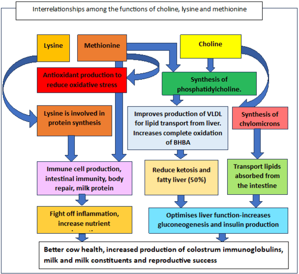 Choline, methionine and lysine supplementation of Transition Cow - Image 2