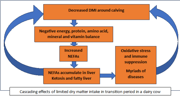 Choline, methionine and lysine supplementation of Transition Cow - Image 1