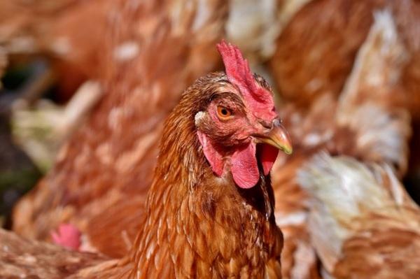 Beak to Toes: Impact, Causes, and Prevention of Toe Pecking in Laying Hens - Image 1