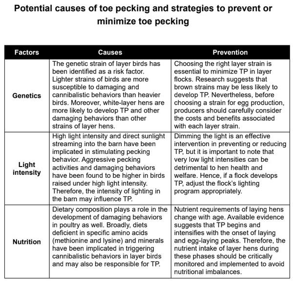 Beak to Toes: Impact, Causes, and Prevention of Toe Pecking in Laying Hens - Image 2