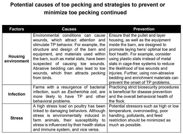 Beak to Toes: Impact, Causes, and Prevention of Toe Pecking in Laying Hens - Image 1