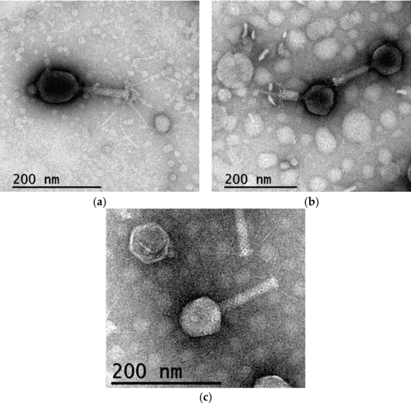 Limited Emergence of Salmonella enterica Serovar Infantis Variants with Reduced Phage Susceptibility in PhagoVet-Treated Broilers - Image 3