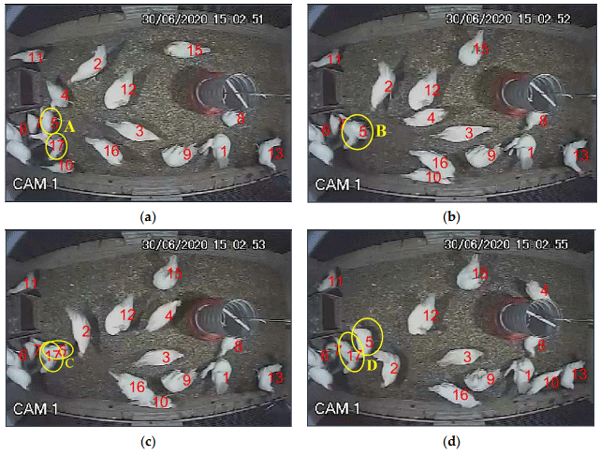 Figure 7. Coalescing chicken detection. The frames are sequential cuts at varying intervals. In frame (a), there are two chickens (ID 5 and ID 17) close to each other. Frames (b,c) are subsequent frames showing one chicken overlapping the other, making one of the chickens completely hidden or unidentifiable by the YOLO detection model. In frame (d), the chickens are separated, and the newly modified deep-learning algorithm correctly identifies each one.