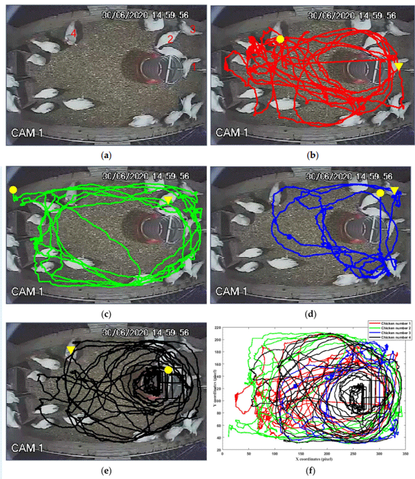 Figure 8. Tracking four chickens (red numbers) using a modified deep-learning algorithm. Downward-pointing triangle: Start, and Circle: End (a) Initial configuration of the chickens, with numerical identification (2 to 4) for reference. (b) Tracking of chicken 1, represented by a red trajectory. (c) Tracking of chicken 2, represented by a green trajectory. (d) Tracking of chicken 3, represented by a blue trajectory. (e) Tracking of chicken 4, represented by a black trajectory. (f) Superimposed trajectories of the four chickens in an (X, Y) coordinate graph. The start (Start) and end (End) positions are marked. The colors of the trajectories correspond to the colors used in the individual panels: red for chicken 1, green for chicken 2, blue for chicken 3, and black for chicken 4.