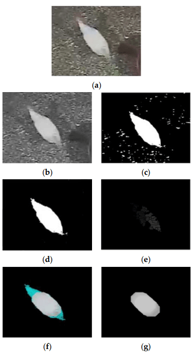 Figure 2. Steps of body feature detection algorithm and head and tail removal of chickens, where (a) is the original image, (b) is the same image in grayscale, (c) is the binarized image after background removal, (d) is the binarized image after applying an area filter, (e) is the image processed by the watershed algorithm, (f) is the reconstructed image with the head and tail areas identified., and (g) is the resulting image without the head and tail.