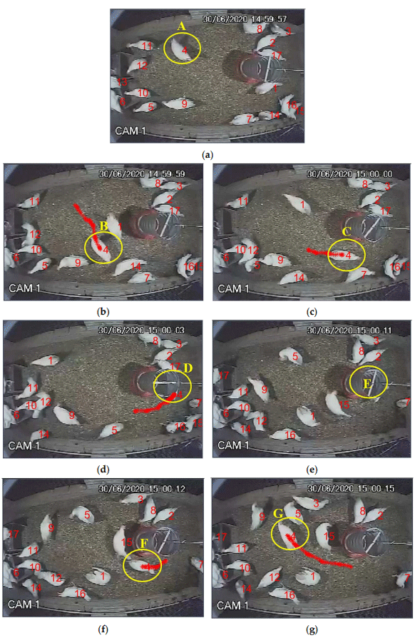 Figure 5. Detection of a missing chicken and re-tracking it after re-appearing. The frames are sequential cuts at varying intervals, with frame (a) showing the initial position of chicken ID 4, frame (b) depicting its diagonal movement, and frame (c) illustrating its horizontal displacement to a position hidden from the feeder in frame (d), and the complete disappearance of chicken ID 4 in frame (e). The frame (f) shows the reappearance of chicken ID 4, and frame (g) captures its diagonal movement.