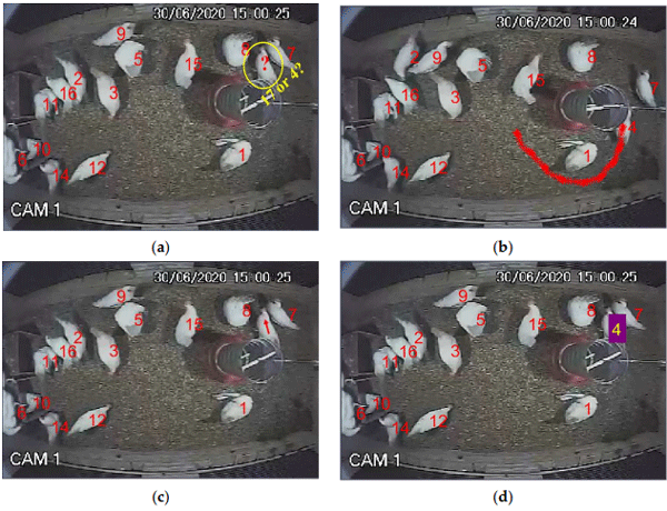 Figure 6. Checking the historical paths of the missing chicken. Frame (a) shows a chicken emerging from behind the feeder, which could be either chicken ID 4 or chicken ID 17, as both were missing in the previous frame. The frame (b) depicts the trajectory of chicken ID 4 from earlier frames. The frame (c) is the same as the frame (a) but includes the vector analysis of the possible trajectory of the chicken based on the trajectory of ID 4. Frame (d) confirms the identity of chicken ID 4 using the newly modified deep-learning algorithm.