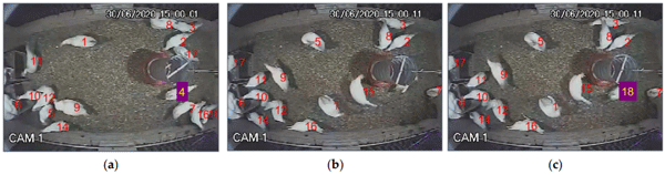 Figure 4. An example of a missing chicken due to obstruction with an object, where in (a) we observe the chicken with the ID 4, in (b) it is hidden behind the feeder and in (c) it reappears with another ID 18.