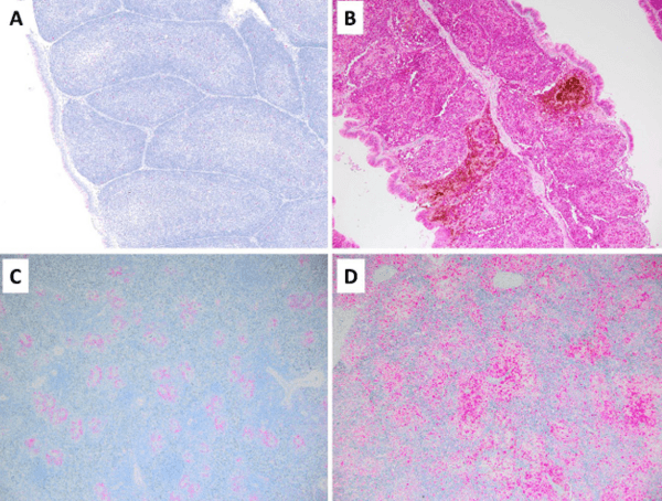 Newcastle Disease Virus Induces Profound Lymphoid Depletion with Different Patterns of Necroptosis, Necrosis, and Oxidative DNA Damage in Bursa, Spleen, and Other Lymphoid Tissues - Image 6