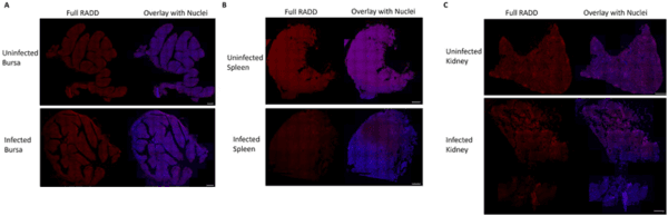 Newcastle Disease Virus Induces Profound Lymphoid Depletion with Different Patterns of Necroptosis, Necrosis, and Oxidative DNA Damage in Bursa, Spleen, and Other Lymphoid Tissues - Image 9