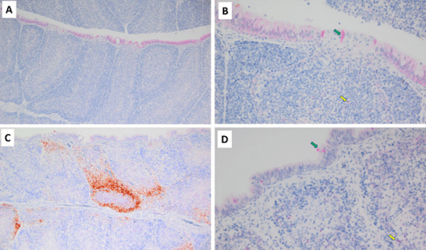 Newcastle Disease Virus Induces Profound Lymphoid Depletion with Different Patterns of Necroptosis, Necrosis, and Oxidative DNA Damage in Bursa, Spleen, and Other Lymphoid Tissues - Image 5