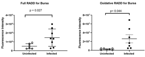 Newcastle Disease Virus Induces Profound Lymphoid Depletion with Different Patterns of Necroptosis, Necrosis, and Oxidative DNA Damage in Bursa, Spleen, and Other Lymphoid Tissues - Image 8