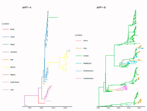 Figure 1. Maximum clade credibility tree estimated based on the partial G-gene alignment of aMPV-A (left) and aMPV-B (right). Branches have been color-coded based on the strain sampling regions and predicted ancestral locations. Further details, including strain name and location posterior probability, are available in Supplementary Figures S1 and S2